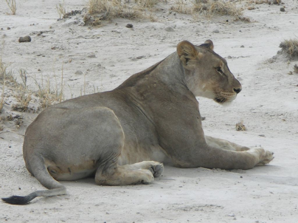 etosha lions 